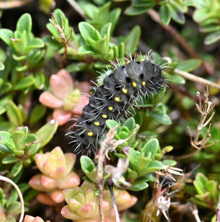 Transparent Burnet walk