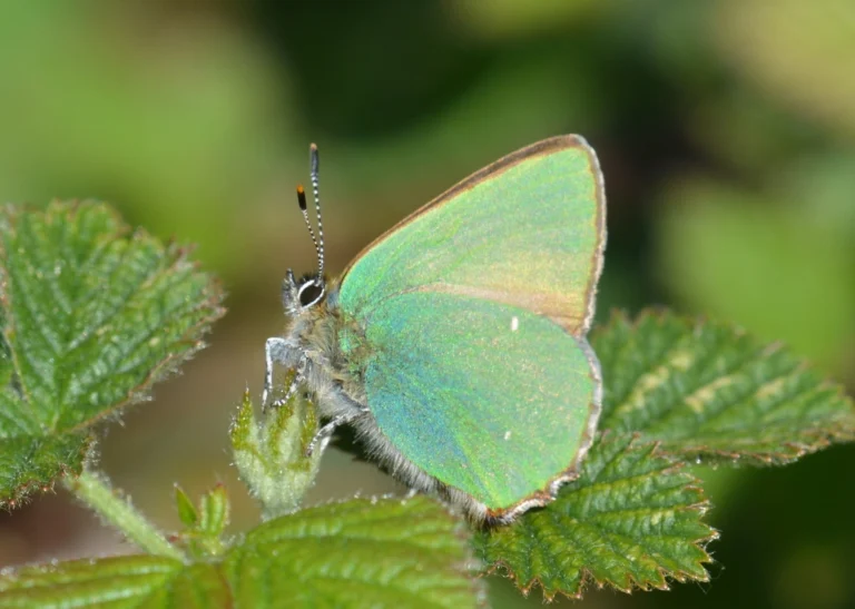 Green Hairstreak butterfly